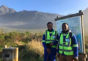 Annual Baboon Holiday Shenanigans In Kleinmond