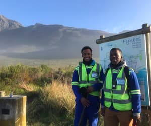 Annual Baboon Holiday Shenanigans In Kleinmond