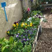 New Arrivals: Petunias, Pansies, Vegetables and Herbs