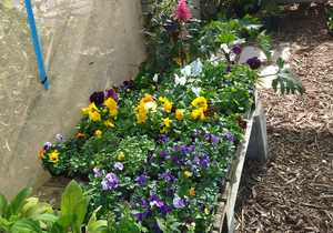 New Arrivals: Petunias, Pansies, Vegetables and Herbs