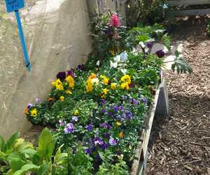 New Arrivals: Petunias, Pansies, Vegetables and Herbs