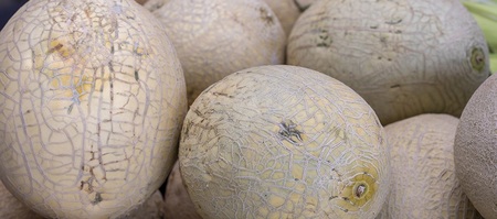 melons_1692104954