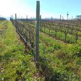 Wine Routes - Whale Coast Shuttles - Xplorio™ Gansbaai