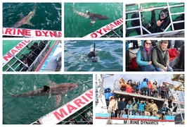 Daily Blog: 15 August 2023 | Shark Cage Diving in South Africa