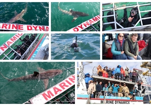 Daily Blog: 15 August 2023 | Shark Cage Diving in South Africa