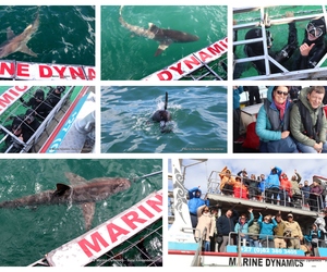 Daily Blog: 15 August 2023 | Shark Cage Diving in South Africa