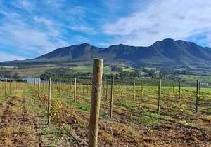 CCA Treated Pine Poles