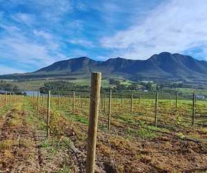 CCA Treated Pine Poles