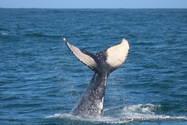 Next Dyer Island Marine Big 5 Tour: 19 + 20 August 2023