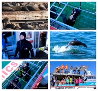 Daily Blog: 20 August 2023 | Shark Cage Diving in South Africa