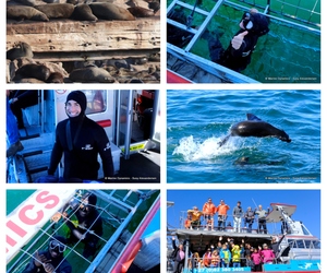 Daily Blog: 20 August 2023 | Shark Cage Diving in South Africa