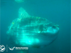 Marine Evening: 5 September 2023