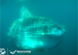 Marine Evening: 5 September 2023