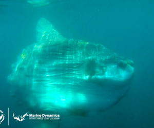 Marine Evening: 5 September 2023