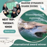 Next Marine Dynamics Shark Cage Diving Trip: 29 August 2023