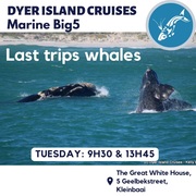 Next Dyer Island Marine Big 5 Tour: 29 August 2023