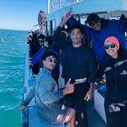 Shark Tours - White Shark Projects - Xplorio™ Gansbaai