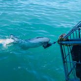 Shark Tours - White Shark Projects - Xplorio™ Gansbaai