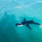 Shark Tours - White Shark Projects - Xplorio™ Gansbaai