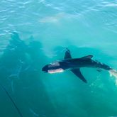 Shark Tours - White Shark Projects - Xplorio™ Gansbaai
