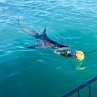 Shark Tours - White Shark Projects - Xplorio™ Gansbaai