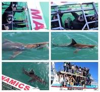Daily Blog: 28 August 2023 | Shark Cage Diving in South Africa