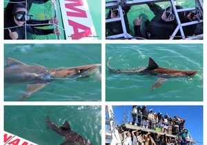 Daily Blog: 28 August 2023 | Shark Cage Diving in South Africa