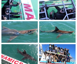 Daily Blog: 28 August 2023 | Shark Cage Diving in South Africa