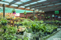 hermanus_nursery_walker_bay_nursery_semi_shade_plants_1693465000