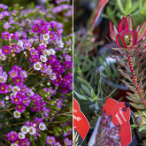 Specialized Plants - Walker Bay Nursery - Xplorio™ Hermanus