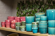 hermanus_nursery_walker_bay_nursery_house_pots_1693465481