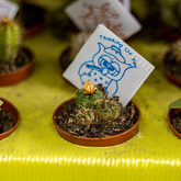 Cactus - Walker Bay Nursery - Xplorio™ Hermanus