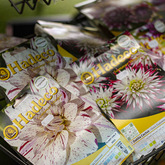 Flower Bulbs - Walker Bay Nursery - Xplorio™ Hermanus