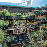 Flowers and Pots - Walker Bay Nursery - Xplorio™ Hermanus