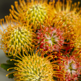 Flowers - Walker Bay Nursery - Xplorio™ Hermanus