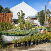 Groundcovers - Walker Bay Nursery - Xplorio™ Hermanus
