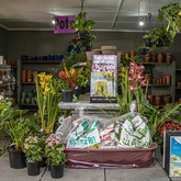 House Plants - Walker Bay Nursery - Xplorio™ Hermanus