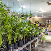 House Trees - Walker Bay Nursery - Xplorio™ Hermanus