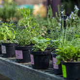 Herbs - Walker Bay Nursery - Xplorio™ Hermanus