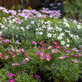 Outdoor Plants - Walker Bay Nursery - Xplorio™ Hermanus