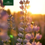 Happy Spring from Pam Golding Properties Gansbaai