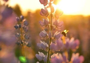 Happy Spring from Pam Golding Properties Gansbaai