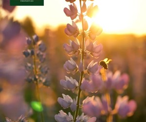 Happy Spring from Pam Golding Properties Gansbaai