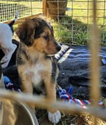 BARC Needs Puppy Food and Donations Urgently