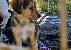 BARC Needs Puppy Food and Donations Urgently