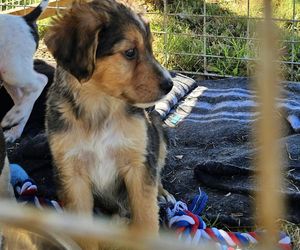 BARC Needs Puppy Food and Donations Urgently