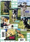 Dogs Available For Adoption