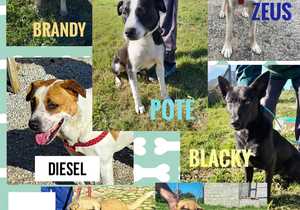 Dogs Available For Adoption