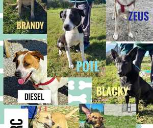 Dogs Available For Adoption