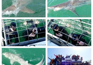 Daily Blog: 04 September 2023 | Shark Cage Diving in South Africa